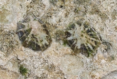 Siphonaria alternata