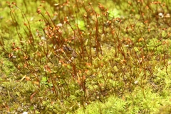 Weissia jamaicensis
