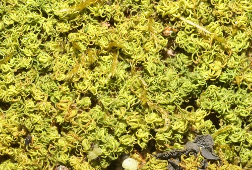 Weissia jamaicensis observed 2022-03-31