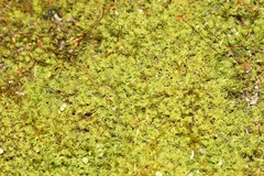 Weissia jamaicensis