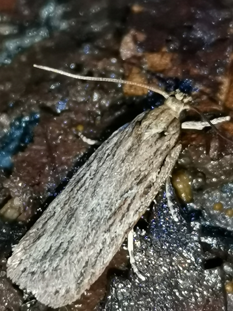 Depressaria daucella