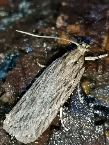 Depressaria daucella