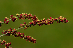 Rumex acetosella