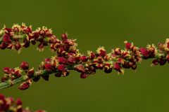 Rumex acetosella