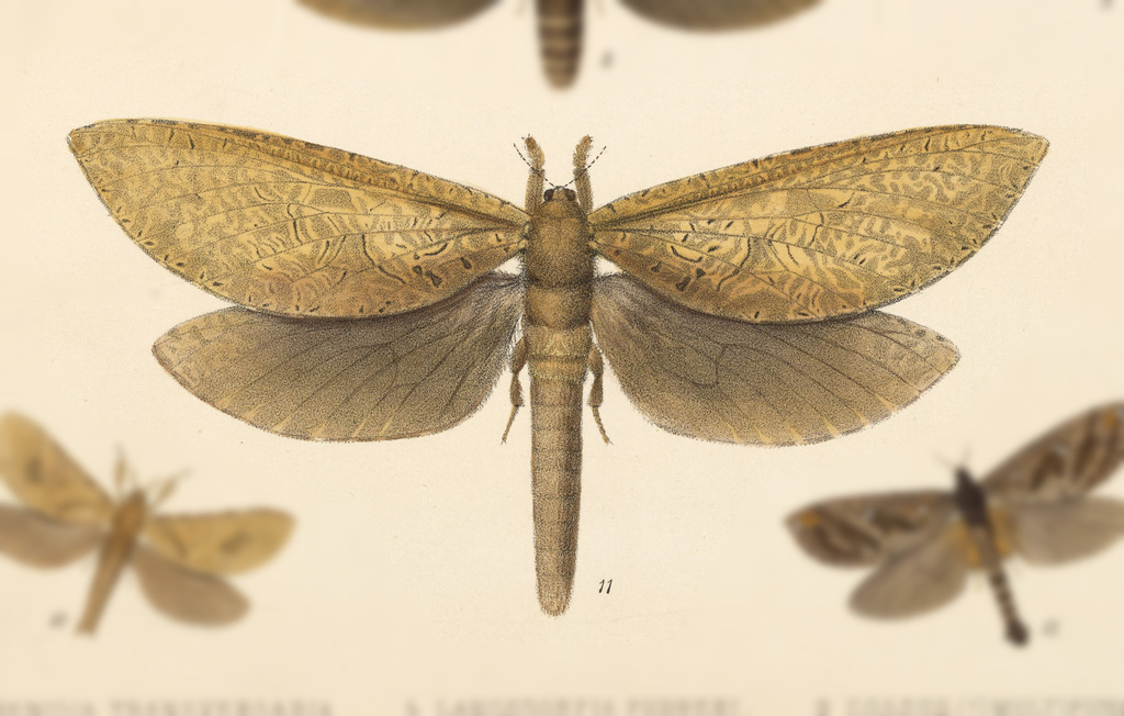 Phassus championi