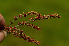 Rumex acetosella