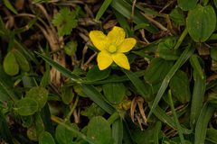 Hypericum peplidifolium