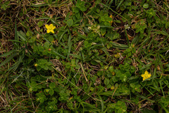Hypericum peplidifolium