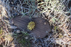 Massonia mimetica