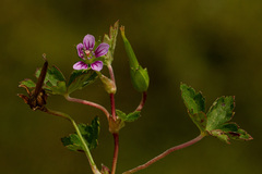 Geranium arabicum