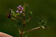 Geranium arabicum