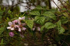 Rubus runssorensis