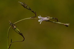 Wahlenbergia krebsii arguta