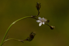 Wahlenbergia krebsii arguta