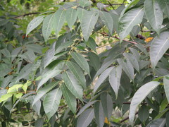Toxicodendron vernicifluum