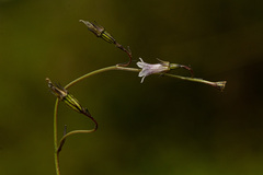Wahlenbergia krebsii arguta