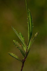 Wahlenbergia krebsii arguta