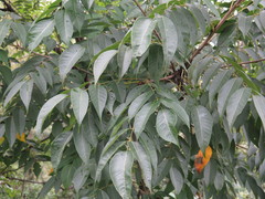 Toxicodendron vernicifluum