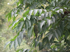 Toxicodendron vernicifluum
