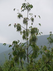 Toxicodendron vernicifluum