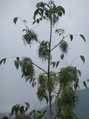 Toxicodendron vernicifluum