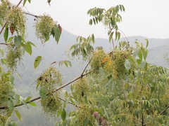 Toxicodendron vernicifluum