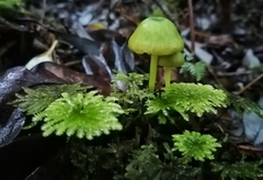 Entoloma necopinatum