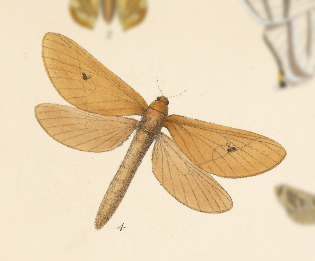 Gymelloxes costaricensis
