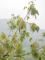 Toxicodendron vernicifluum