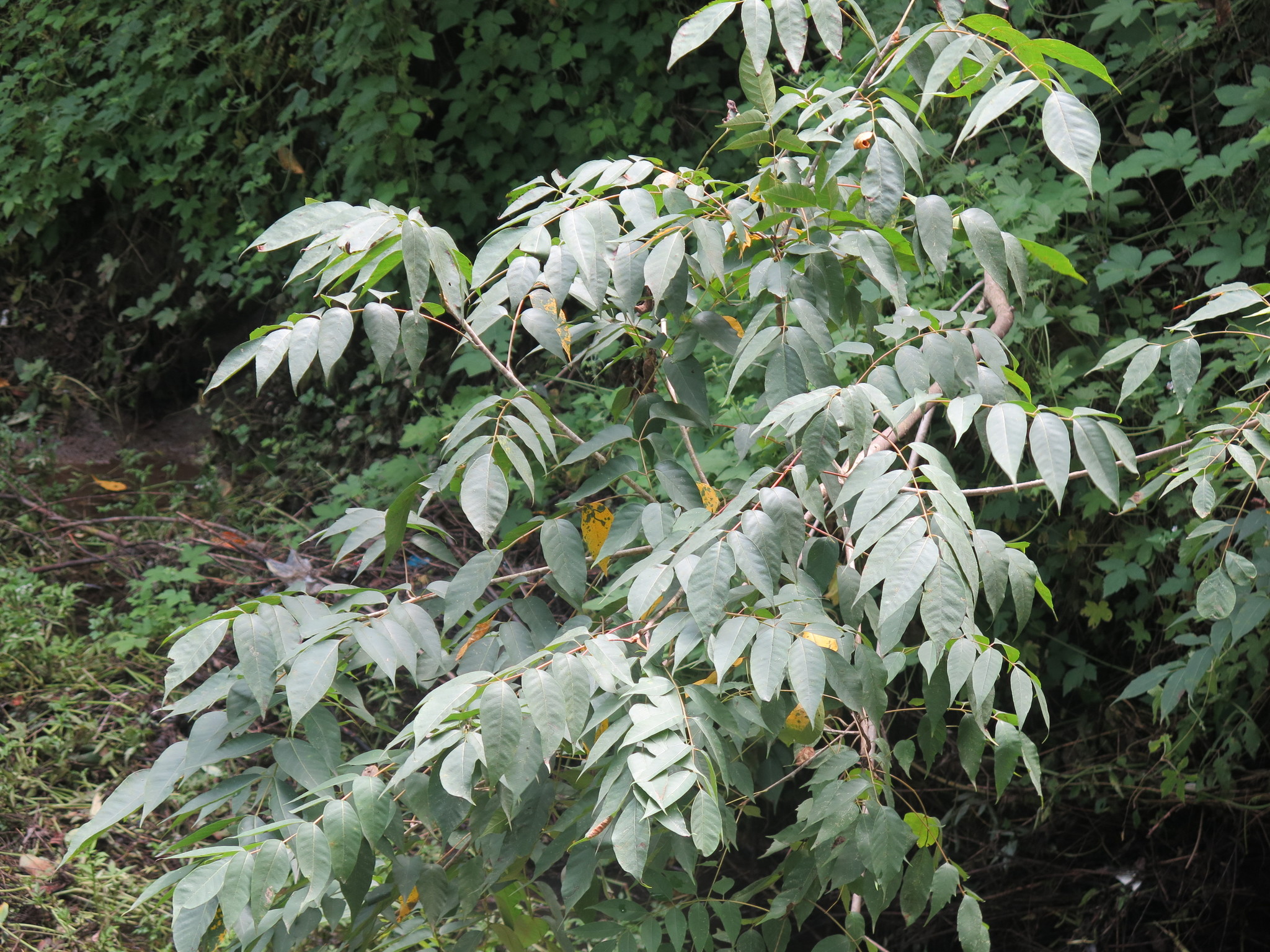 Toxicodendron vernicifluum (Stokes) F.A.Barkley