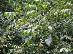 Toxicodendron vernicifluum