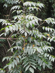 Toxicodendron vernicifluum