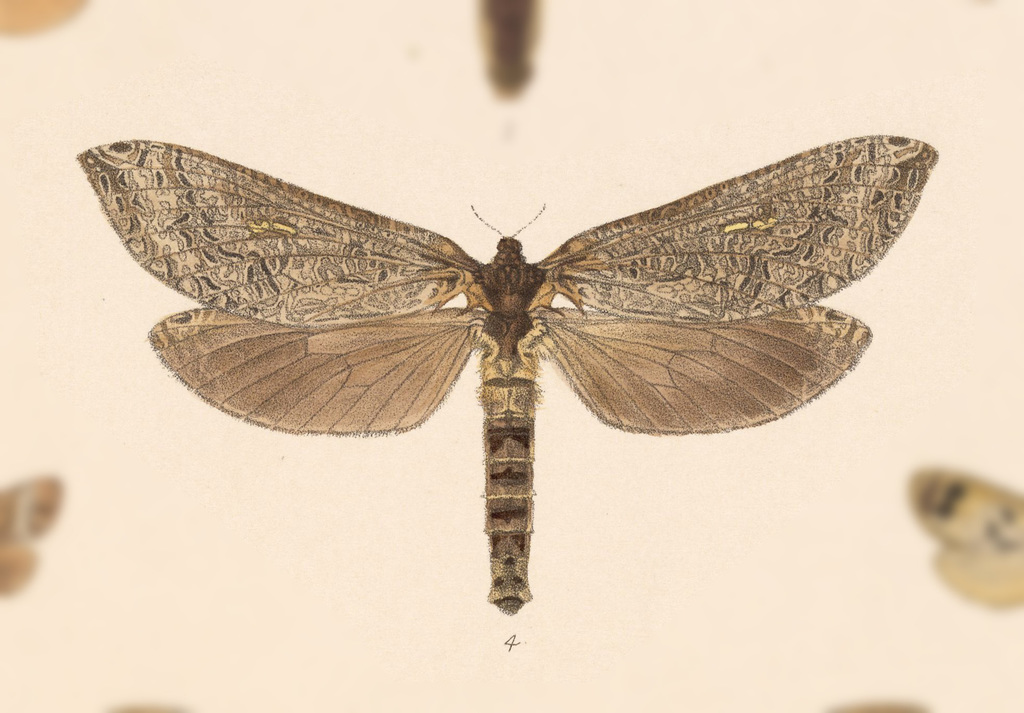 Phassus marcius