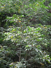 Toxicodendron vernicifluum