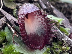 Corybas hispidus
