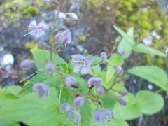 Veronica urticifolia