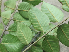 Toxicodendron vernicifluum