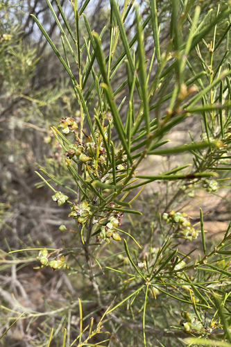 Image of Acacia euthycarpa by (c) Andrew Allen, some rights reserved (CC BY)