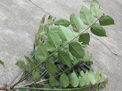Toxicodendron vernicifluum