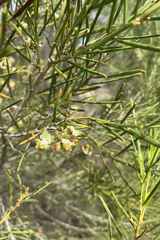 Acacia euthycarpa