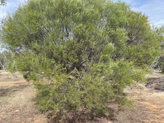 Acacia euthycarpa