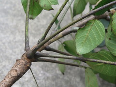 Toxicodendron vernicifluum