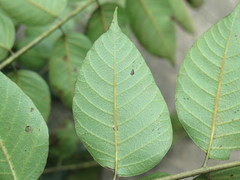 Toxicodendron vernicifluum