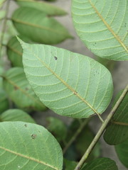 Toxicodendron vernicifluum