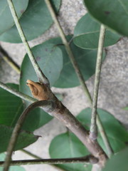 Toxicodendron vernicifluum