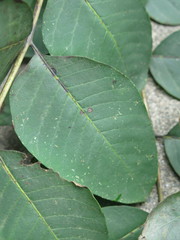 Toxicodendron vernicifluum
