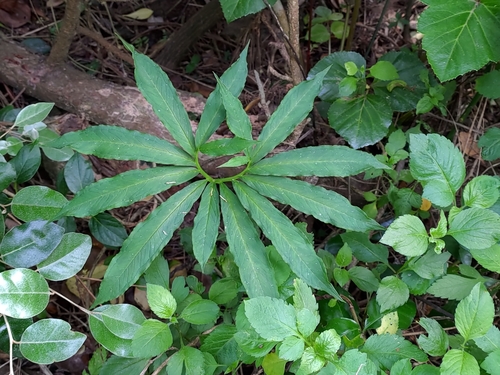 Image of Arisaema heterophyllum by (c) koala0090, some rights reserved (CC BY)
