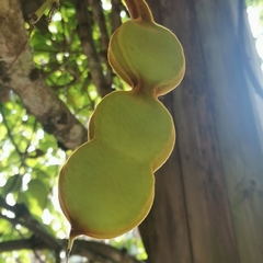 Mucuna macrocarpa