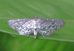 Haritalodes