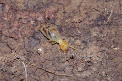 Termitinae